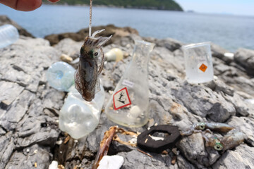 Soft cuttlefish die after dangerous chemicals