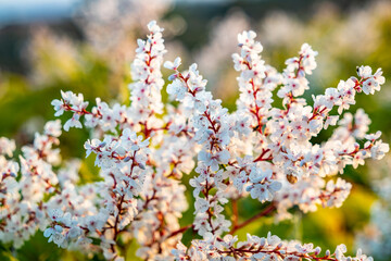Japanese Knotweed flowering in County Donegal - Ireland
