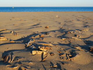 driftwood wrecked on the seaside at dusk