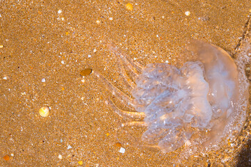 Sea jellyfish large close-up,copy space,background,texture