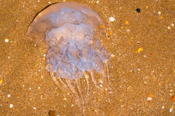Sea jellyfish large close-up,copy space,background,texture