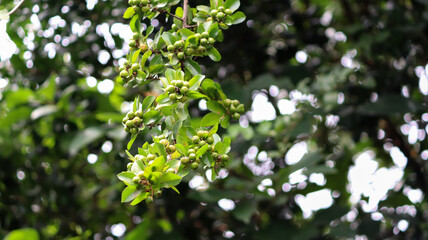 Fototapeta premium Holly Our native holly has white flowers on separate male and female trees