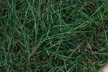 green grass texture
