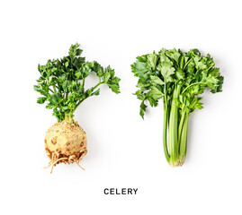 Green celery and celery root with leaves.