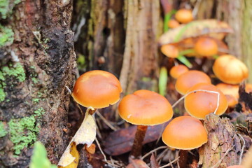 mushrooms in the woods