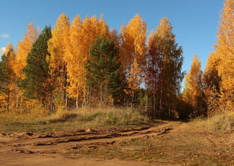 Obraz premium autumn trees in the forest