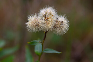 small drops of water in the dry fluffy inflorescence