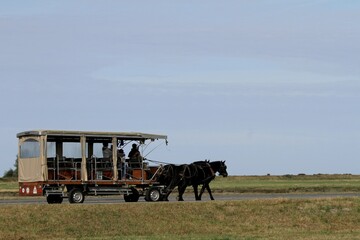 carriole &agrave; cheval dans la baie du mont saint -Michel