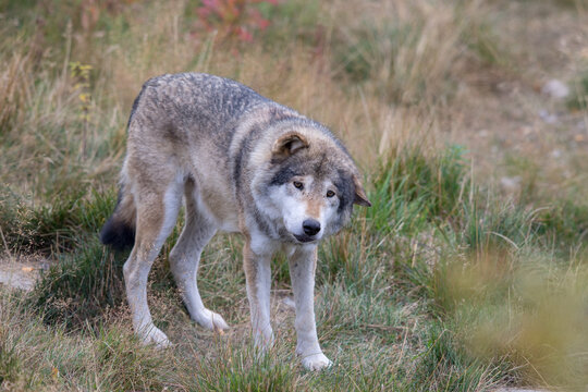 Grey Wolf - Canis lupus - standing in grass