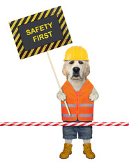A dog labrador in a construction helmet holds a poster that says safety first. White background. Isolated.
