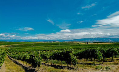 Viñedos del área de cultivo del Somontano con D.O. del mismo nombre, que tiene como centro la localidad de Barbastro, Huesca, Aragón.