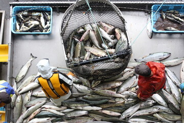 北海道　ウトロ漁港での秋鮭の水揚げ