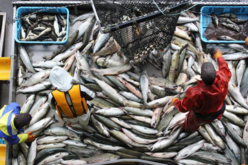 北海道　ウトロ漁港での秋鮭の水揚げ