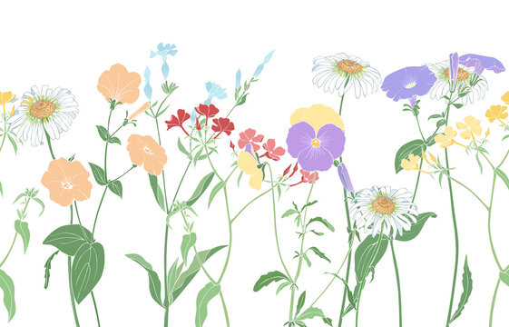 Meadow flowers border horizontal. Vector seamless drawing