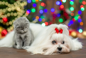 Fototapeta na wymiar White Maltese dog and tiny kitten sit together with Christmas tree on background
