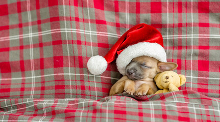 Fototapeta na wymiar Funny Toy terrier puppy wearing red santa's hat sleeps under a warm checkered or tartan blanket on a bed with toy bear. Top down view. Empty space for text
