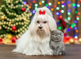 White Maltese dog  sits with tiny kitten with Christmas tree on background