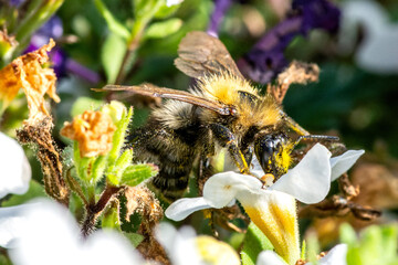 Owady jesienią na ogrodzie © Marcin