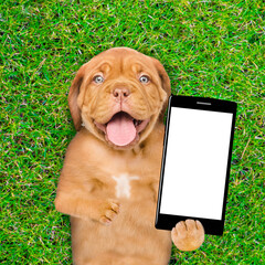 Funny Mastiff puppy lying on green summer grass and shows empty screen of smartphone. Top down view