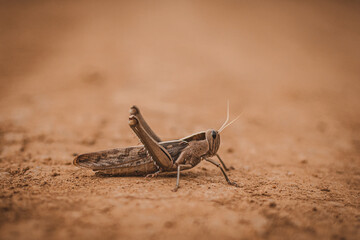 Grasshopper on the ground with earth