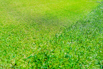 Green grass on a golf course in the evening. High quality photo