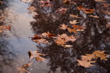autumn leaves on the ground with clouds and trees reflection