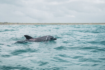 Fototapeta premium dolphin in the water