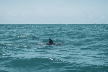 Fototapeta premium dolphin jumping in the sea