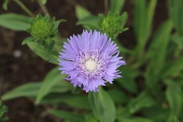 Fototapeta premium 初夏の庭に咲くストケシアの紫色の花