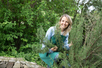 Naklejka na ściany i meble young blonde woman harvesting herbs, rosemary, mint in her garden and is happy