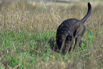 The dog is looking for prey. Hunting dog at work. Looking for food.