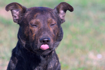 Terrier with a long pink tongue. Cheerful dog. Funny dog. The brown dog stuck out its tongue. 