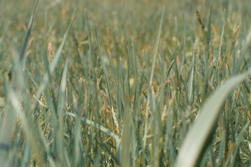 Obraz premium Meadow grass close up.