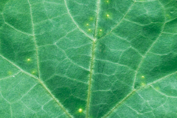 Green Leaf Texture background.