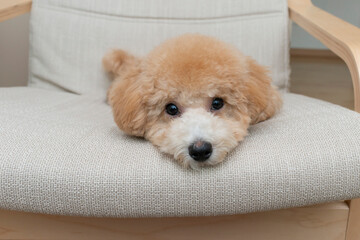 puppy sleeping on the chair