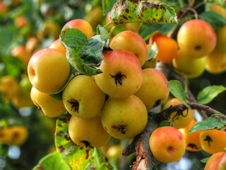 Kleine Zieräpfel am Apfelbaum