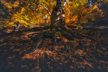 trunk and roots of orange chestnut on fallen leaves in autumn