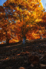 orange chestnut on fallen leaves in autumn