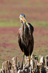Purple Heron with fish