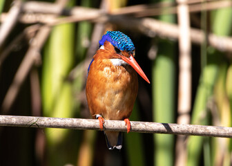 Malachite Kingfisher