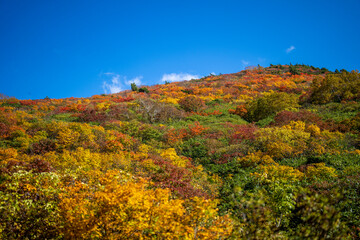 Fototapeta premium 宮城県栗原市、秋田県湯沢市、雄勝郡東成瀬村、岩手県一関市にある栗駒山を紅葉の時期に登山する風景A view of climbing Mt. Kurikoma in Kurihara City, Miyagi Prefecture, Yuzawa City, Akita Prefecture, during the autumn foliage season.