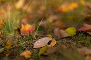 Autumn shades of color. Fallen leaves of different colors on the grass in the park