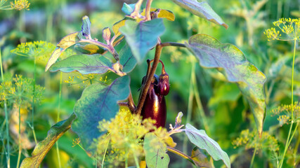 eggplant hangs on the bed