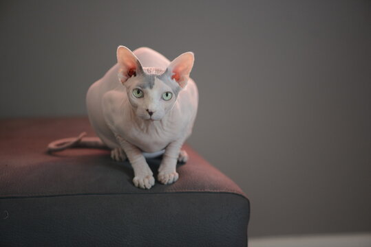 Gato esfinge blanco de ojos verdes