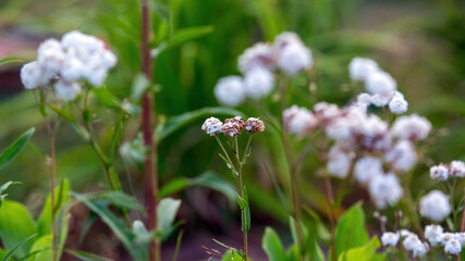 small white flowers in the garden