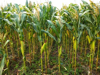 organic corn on the field