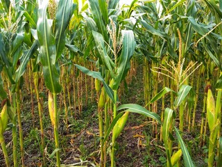 fresh green corn field in the wind