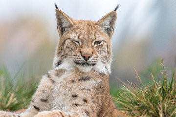 Le lynx eurasien - Lynx lynx - portrait en gros plan d& 39 un animal adulte avec un œil fermé