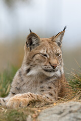 Naklejka na ściany i meble The Eurasian lynx - Lynx lynx - close up portrait of adult animal