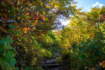 宮城県栗原市、秋田県湯沢市、雄勝郡東成瀬村、岩手県一関市にある栗駒山を紅葉の時期に登山する風景A view of climbing Mt. Kurikoma in Kurihara City, Miyagi Prefecture, Yuzawa City, Akita Prefecture, during the autumn foliage season.